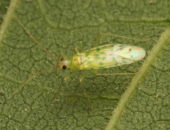 Orthotylinae