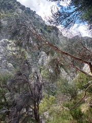 Carmichaelia glabrescens