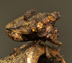 Eufroggattia tuberculata