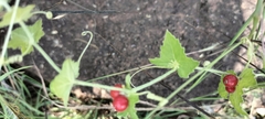 Diplocyclos palmatus