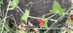 Diplocyclos palmatus
