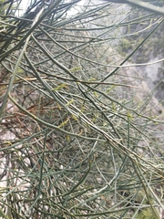 Carmichaelia glabrescens