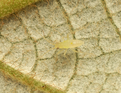 Orthotylinae