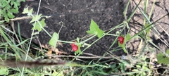Diplocyclos palmatus