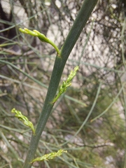 Carmichaelia glabrescens