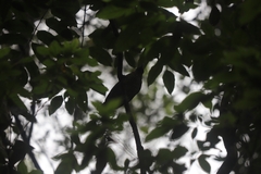 Ailuroedus maculosus