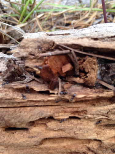 iNaturalist observation photo of Odorous House Ant