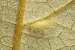 Orthotylinae