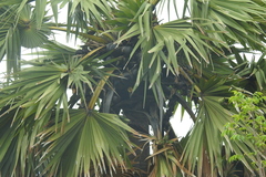 Borassus flabellifer