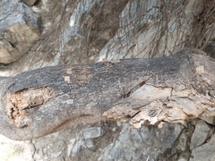 Carmichaelia glabrescens