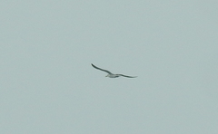 Sterninae