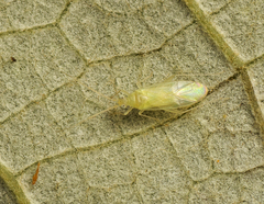 Orthotylinae