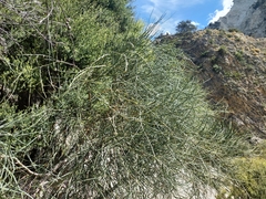 Carmichaelia glabrescens