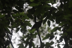 Ailuroedus maculosus