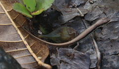 Sphenomorphus maculatus