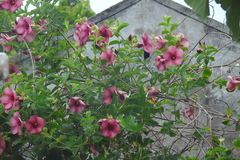Allamanda blanchetii