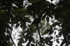 Ailuroedus maculosus