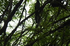 Azadirachta indica