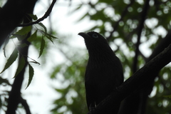 Phaenicophaeus viridirostris