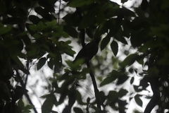 Ailuroedus maculosus