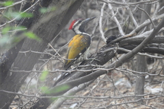 Dinopium benghalense