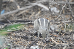 Funambulus palmarum