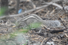 Funambulus palmarum