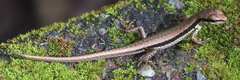 Sphenomorphus maculatus