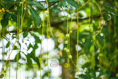 Barringtonia acutangula