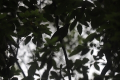 Ailuroedus maculosus