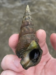 Pyrazus ebeninus