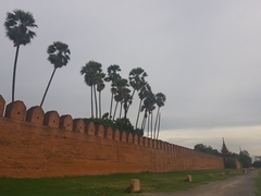 Borassus flabellifer