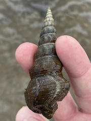 Pyrazus ebeninus
