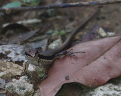 Sphenomorphus maculatus