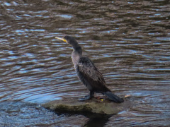 Phalacrocorax carbo