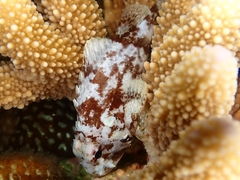 Scorpaenidae
