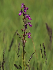 Anacamptis palustris