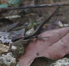 Sphenomorphus maculatus