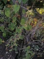 Abutilon bivalve