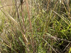 Enchylaena tomentosa