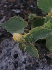 Abutilon bivalve
