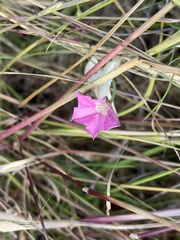 Convolvulus angustissimus