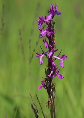 Anacamptis palustris