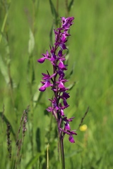 Anacamptis palustris
