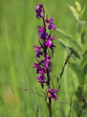 Anacamptis palustris