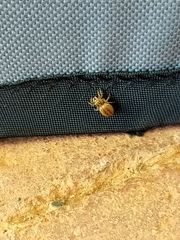 Maratus