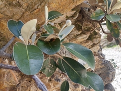 Pachystegia insignis