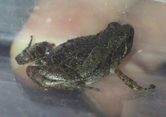 Microhyla butleri