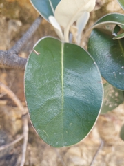 Pachystegia insignis