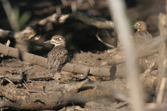 Burhinus vermiculatus